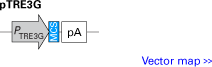 pTRE3G response plasmid
