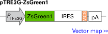 pTRE3G-ZsGreen1 IRES bicistronic response plasmid