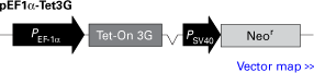 pEF1a-Tet3G regulator plasmid