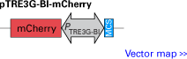 pTRE3G-BI-mCherry bidirectional response plasmid