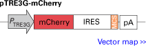 pTRE3G-mCherry IRES bicistronic response plasmid