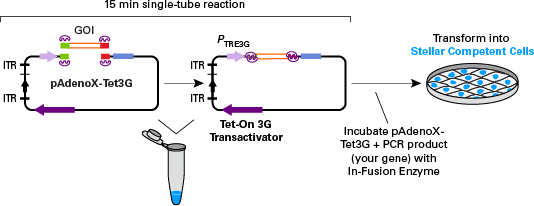 Tetracycline-inducible adenovirus