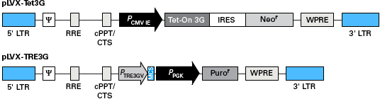 Lentiviral Tet-On 3G vector map