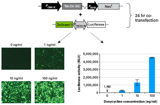 Tetracycline inducible expression using a bidirectional promoter