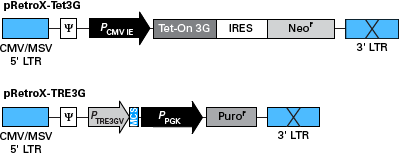 Retroviral Tet-On 3G vector map