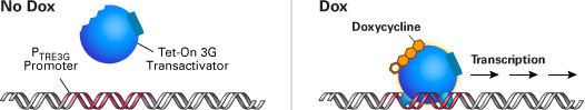 Doxycycline inducible gene expression