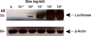 Tet-On 3G dose-dependence to Dox