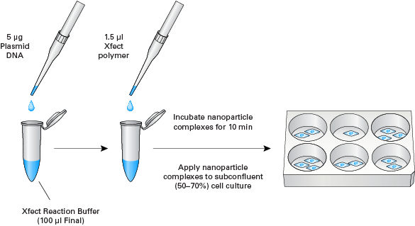 Xfect Transfection Reagent protocol