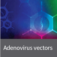Adenovirus Vectors