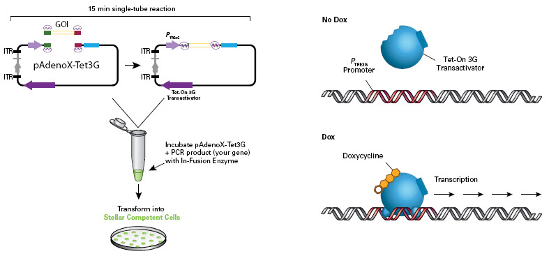 The Adeno-X Adenoviral System 3 (Tet-On 3G Inducible) allows inducible gene expression only in the presence of doxycycline