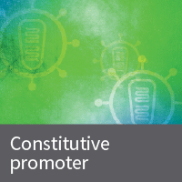Lentiviral vectors with CMV or EF1 alpha promoters for constitutive gene expression