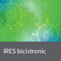 IRES bicistronic lentiviral vectors