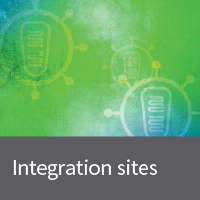 Determine the exact lentivirus integration site following lentiviral transduction.