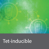 Tetracycline-inducible lentivirus systems