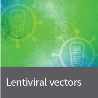 Lentivirus vectors