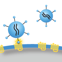 Elevate the level of ecotropic and amphotropic receptors on your target cells