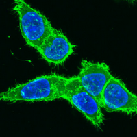 Label subcellular organelles using fluorescent proteins