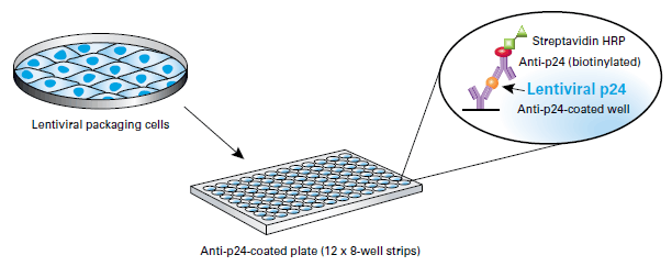 The Lenti-X p24 Rapid Titer Kit protocol