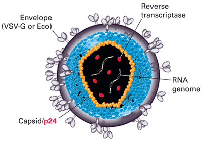 p24 is located in the lentiviral capsid
