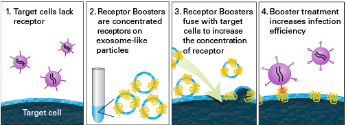 Receptor Boosters flowchart