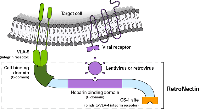 RetroNectin reagent mechanism