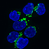 AcGFP1-Golgi