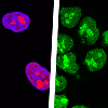 AcGFP1/mCherry-Nucleus