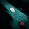 AmCyan1 labeled cell