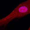 mCherry labeled cell