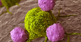 1.05 | Turning immune cells into cancer-fighting ninjas