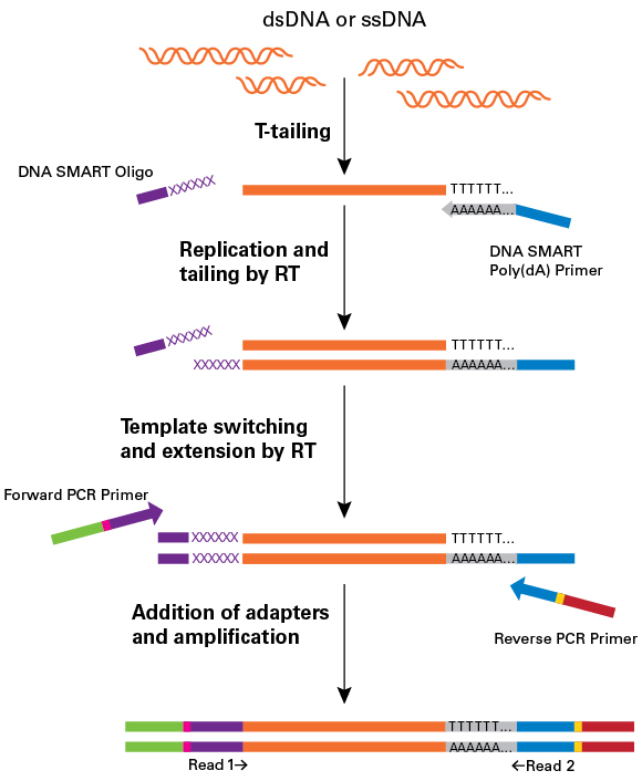 Overview of template switching in the DNA SMART ChIP-Seq Kit. The Index 1 (i7) sequence (indicated in yellow) is found on the Reverse PCR Primer HT while the Index 2 (i5) sequence (indicated in pink) is found on the Forward PCR Primer HT.