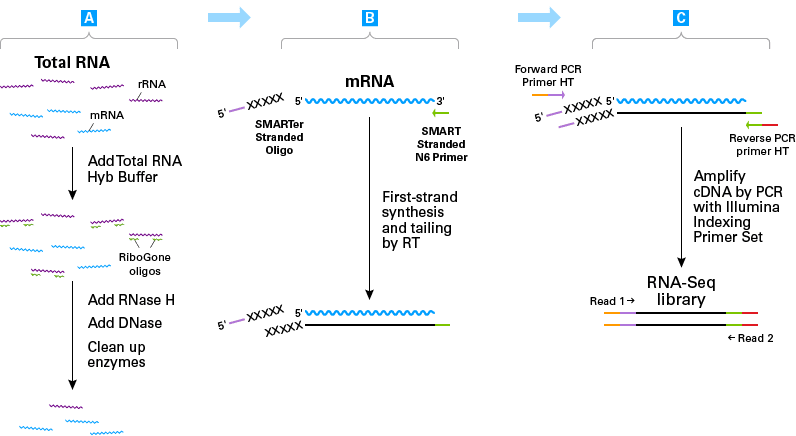 Generate Illumina-specific, stranded RNA-seq libraries in 5 hours from total RNA