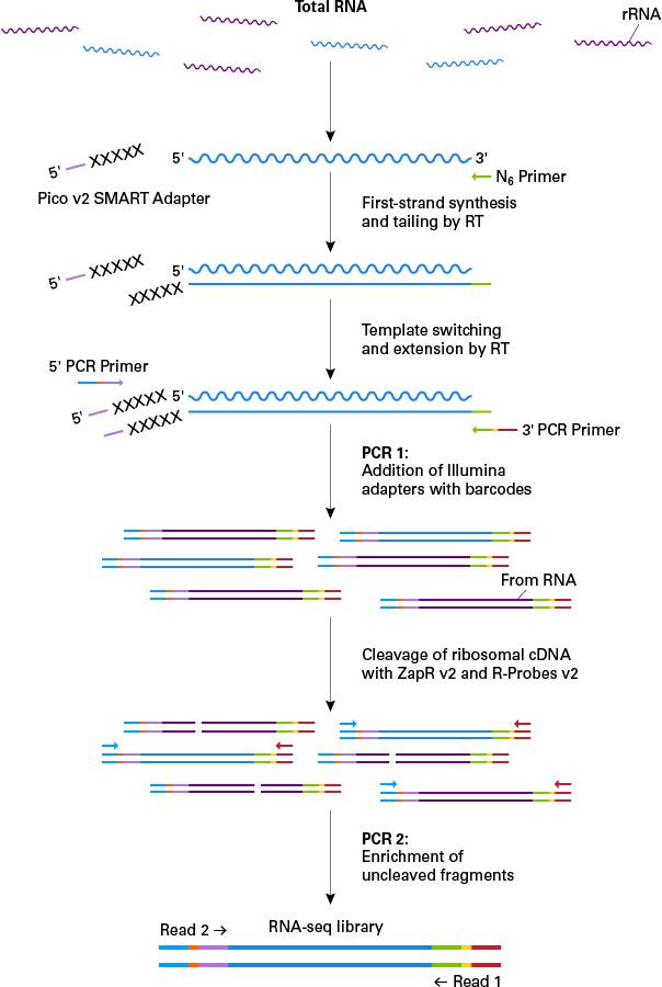 Schematic of the technology used in the SMARTer Stranded Total-RNA-Seq Kit v2 workflow