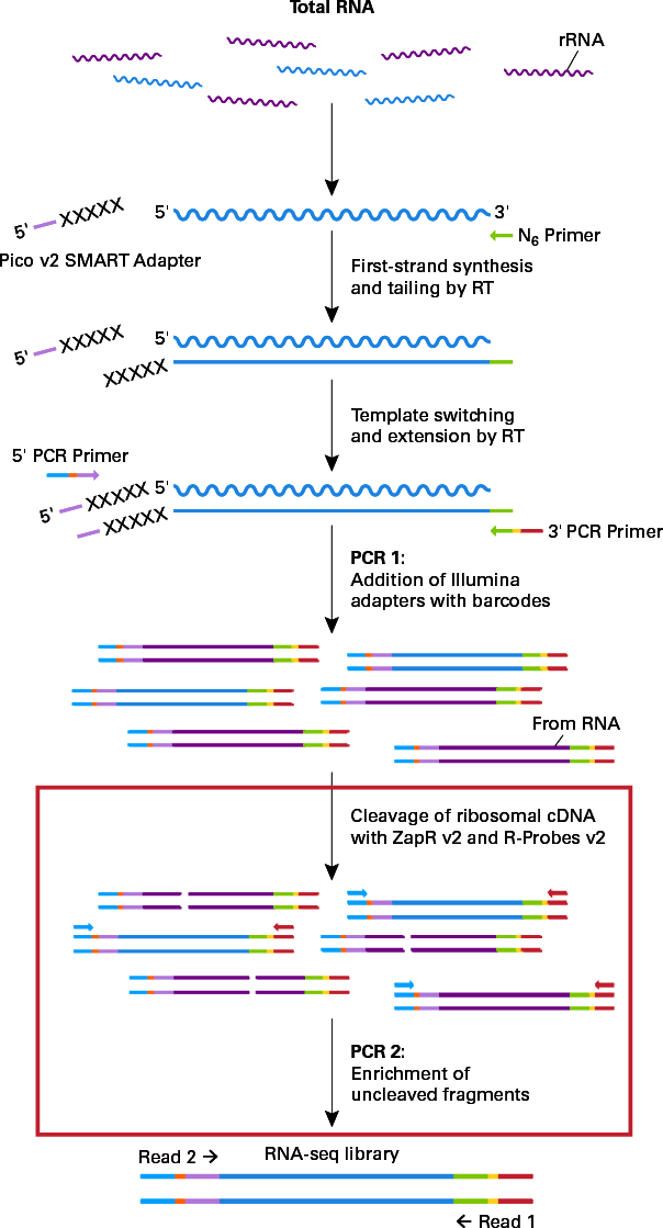 Schematic of technology in the SMARTer Stranded Total RNA-Seq Kit v2 - Pico Input Mammalian