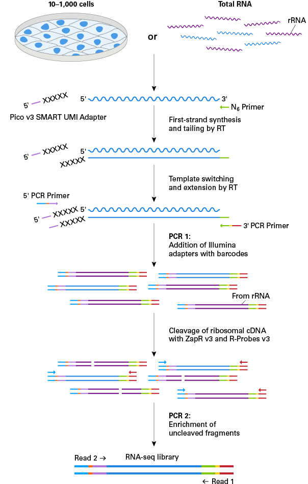 Schematic of technology in the SMARTer Stranded Total RNA-Seq Kit v3 - Pico Input Mammalian