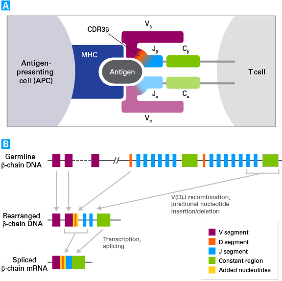 T-cell receptor structure and diversification