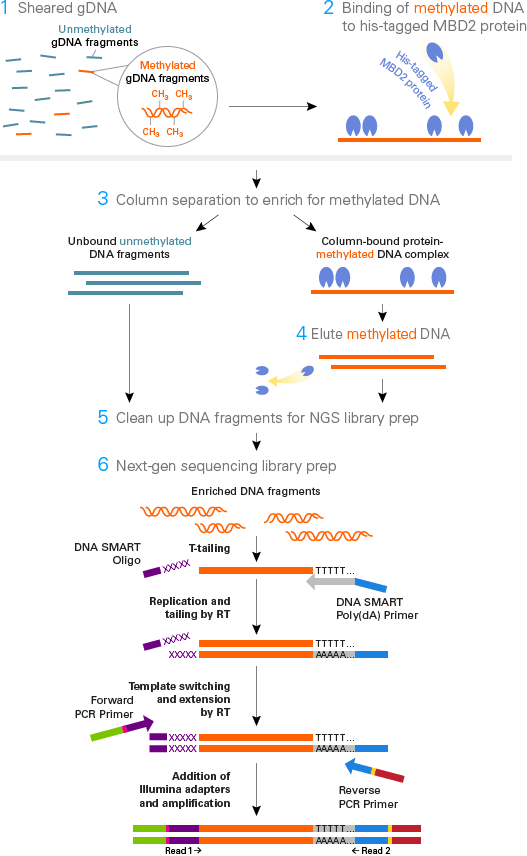 Generation of sequencing libraries from enriched methylated DNA