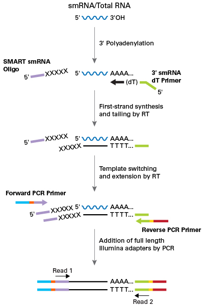 Schematic  of technology used by the SMARTer smRNA-Seq Kit for Illumina.
