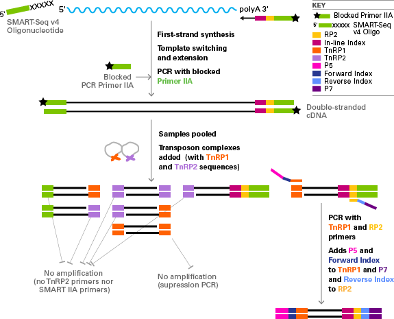 Overview of the end-capture method for generating libraries for sequencing