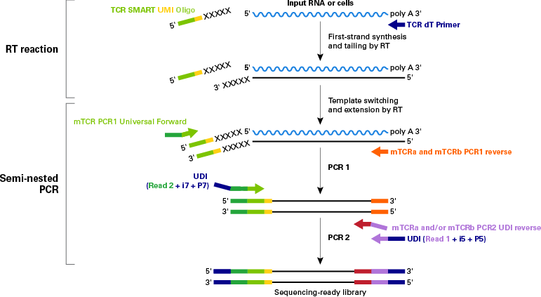 Schematic of technology and workflow for SMART-Seq Mouse TCR (with UMIs)