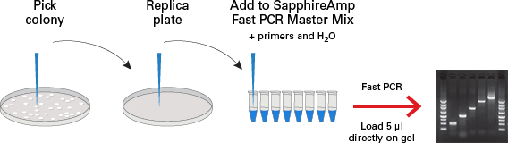 Colony PCR protocol overview