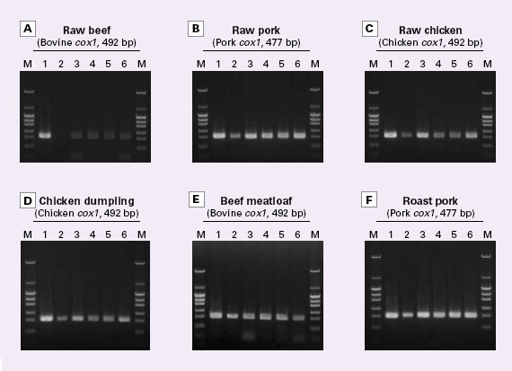 Comparing Terra PCR Direct to other PCR enzymes for amplification from crude samples.