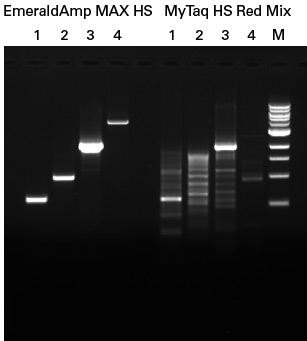 Gel showing amplification of four GC-rich targets using hot-start premixes EmeraldAmp MAX HS and MyTaq HS Red Mix
