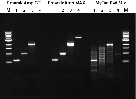 Gel showing amplification profiles of four GC-rich target genes using EmeraldAmp GT, EmeraldAmp MAX, or MyTaq Red Mix