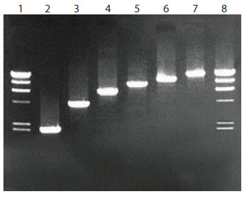 Peak calling and electropherograms of pre- and post-PCR size selection libraries.
