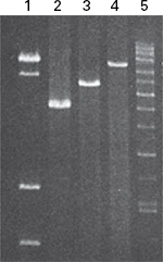 ChIP-seq library complexity and reproducibility from total DNA from small Amounts of cells. DNA SMART ChIP-seq library overlap with ENCODE data.