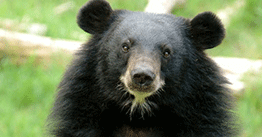 1.02 | Quantifying population size by the hairs of the bears