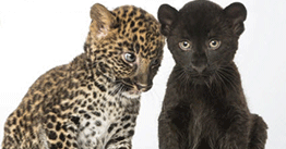 How the leopard lost its spots