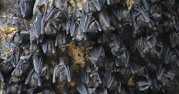 1.17 | Heading into bat caves on a rescue mission