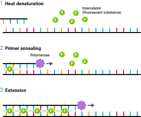 Schematic of intercalating-dye-based qPCR